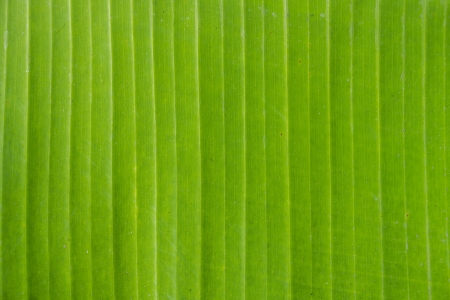 close up banana leaf texture as backgroundの写真素材