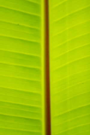 close up banana leaf texture as backgroundの写真素材