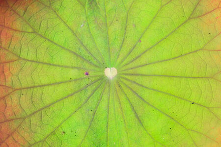 lotus leaf texture as backgroundの写真素材