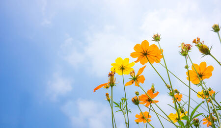 flowers and the sky feell hopefullの写真素材