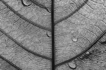 a green leaf with its textureの写真素材