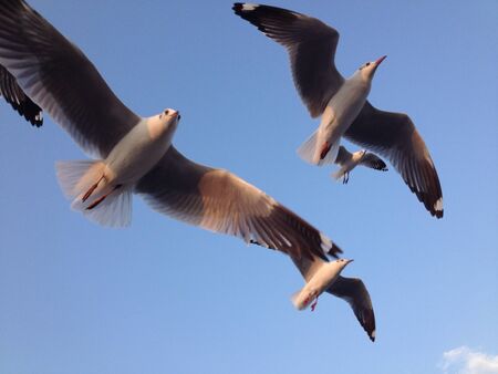 Emigration birdsの素材