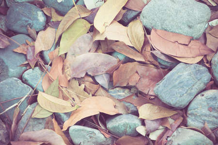 leafs fall in spring season on the rockの写真素材