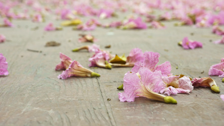 many pink flowers dorp on the floorの写真素材