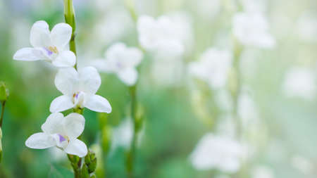 a small white grass flower on the floorの写真素材