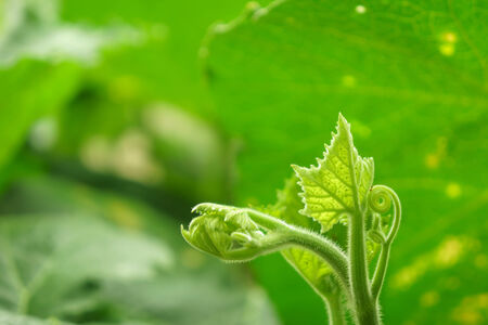 small new young plant in springの写真素材