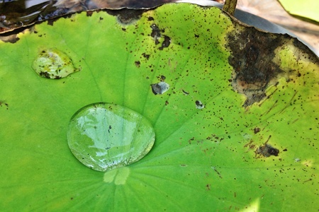 Water drop on a lotus leafの素材