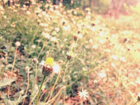 Little spring flowerの素材