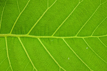 green leaf with its texture in backgroundの写真素材
