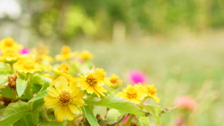 small beautiful yellow flowers in spring seasonの写真素材