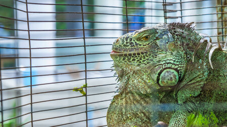 an iguana is in its cageの写真素材