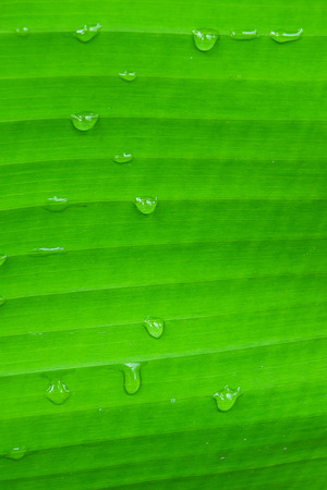 banana leaf with itの写真素材