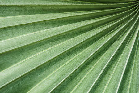 green palm leaf texture の写真素材