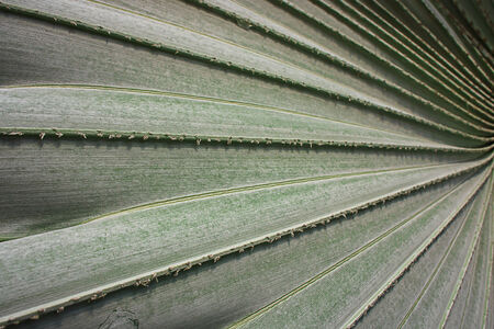 green palm leaf texture in grafic photographyの写真素材
