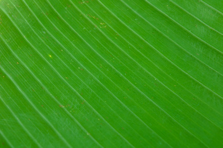banana leaf with itの写真素材