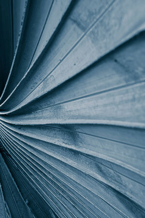 green palm leaf texture in grafic photographyの写真素材