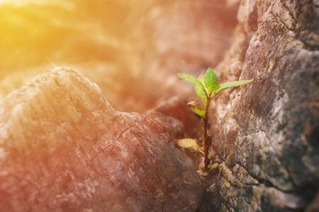 young plant grow up on the rockの写真素材