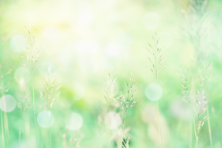 grass flower with green backgroundの写真素材