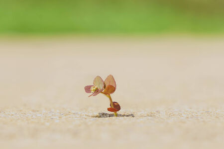 a small plant grow on concrete floor