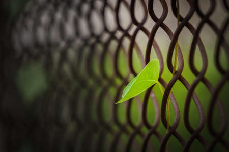 leaf with steel netの写真素材