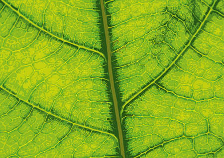 leaf textureの写真素材