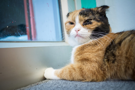 short hair cute catの写真素材