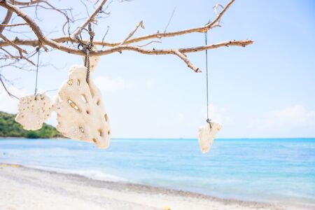 coral are hang on the tree on the beach and seaの写真素材
