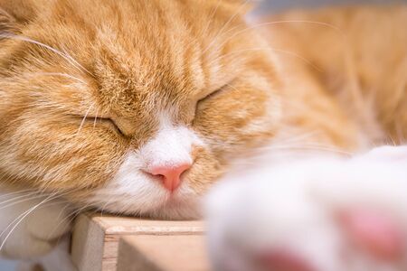 short hair cute catの写真素材