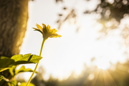 small flower under evening sun lightの写真素材