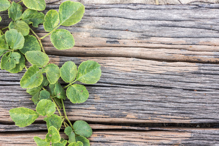 old wood board with plantの写真素材