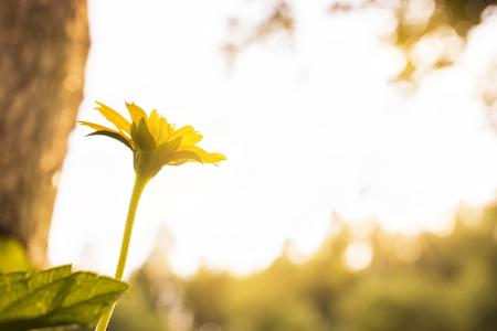 small flower under evening sun lightの写真素材