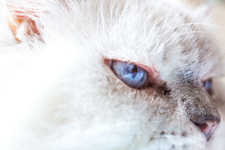 selective focus of sleepy catの写真素材