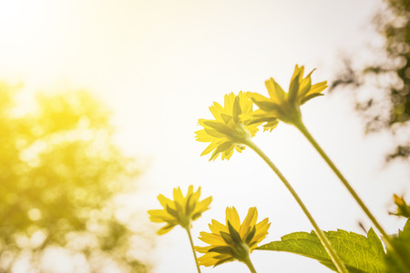 small flower under evening sun lightの写真素材