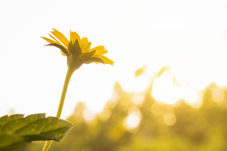small flower under evening sun lightの写真素材