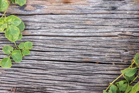 old wood board with plantの写真素材