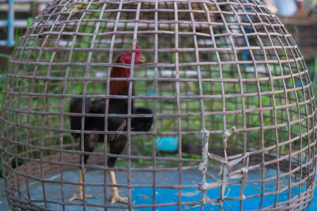fighting cock in cageの写真素材
