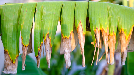 Old Banana leafの写真素材