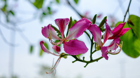 Pink flowers backstage whileの写真素材