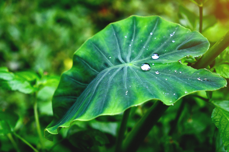 Green leaf with drops of waterの写真素材