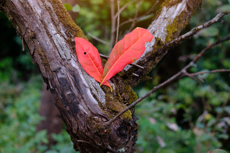 autumn red leaf on tree forest background, Thailandの写真素材