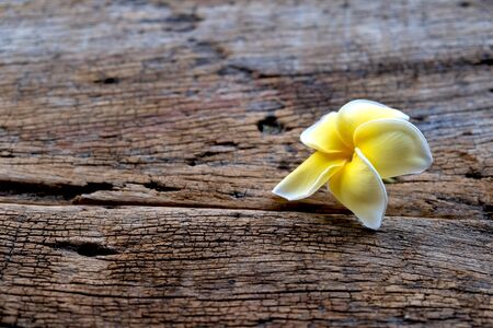 Close up of plumeria or frangipanni blossom on the old wood background.の写真素材