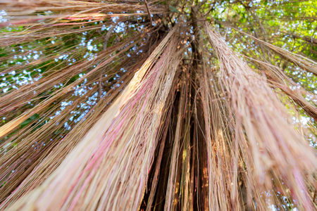Banyan root. Banyan root background. showing detailed texture of the bark for abstract background blurの写真素材