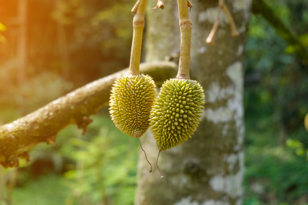 mini Durian on tree, Small green durian fruits on a big tree, Rayong, Thailandの写真素材