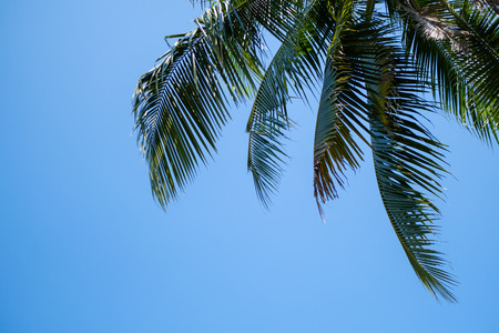 coconut leaf on blue skyの写真素材