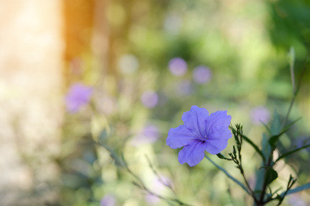 beautiful purple flower on a sun backgroundの写真素材