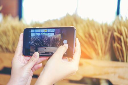 Woman hand taking photo with mobile phone, young thai girl take photo grass flower dry with cell phone at cafeの写真素材