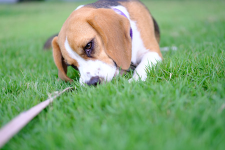 Beagle puppy sitting on green grass, Thailandの写真素材