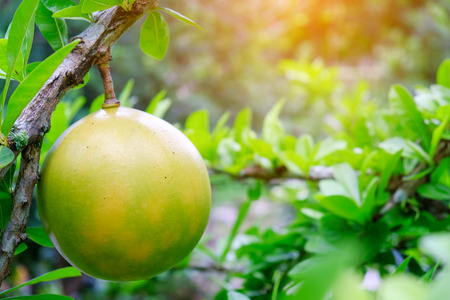 Fresh Crescentia cujete on Calabash Tree in the park,Thailandの写真素材