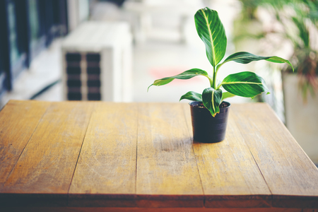 green flower in black pot on wooden tableの写真素材