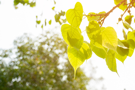 Green leaf Pho leaf, Bo leaf have v-shape or heart shapeの写真素材